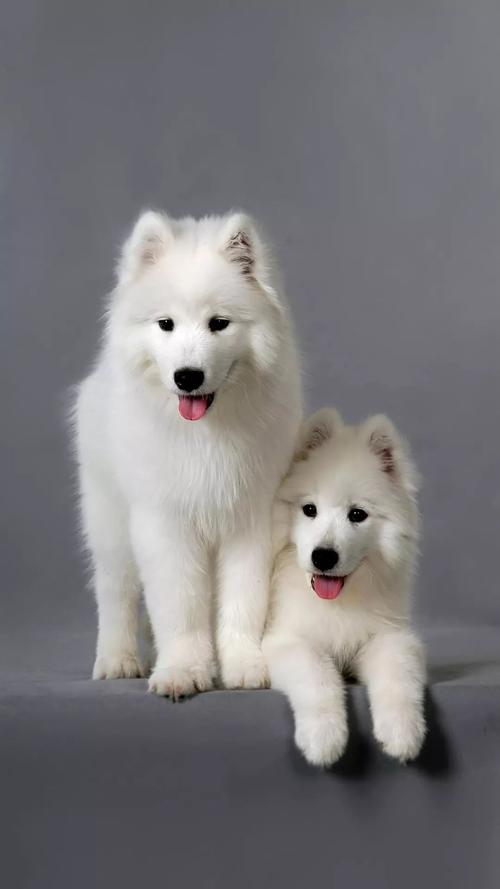 爱斯基摩犬和萨摩耶的区别,爱斯基摩犬和萨摩耶的区别图片,爱斯基摩犬一个月多大？
