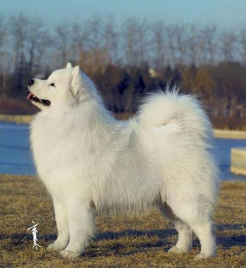 萨摩耶和爱斯基摩犬的区别,萨摩耶和爱斯基摩犬的区别图片,萨摩耶犬与爱斯基摩犬有什么区别？