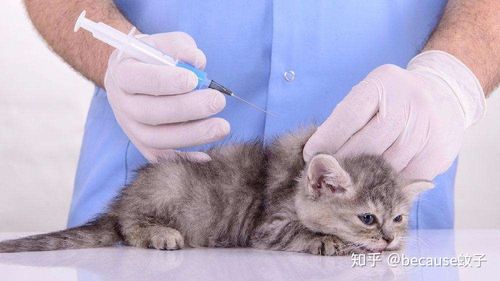 猫猫打疫苗注意什么,猫猫打疫苗要注意什么,给猫打针的正确方法？