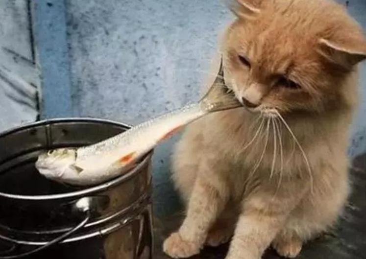 猫吃鱼为什么不怕刺,猫吃鱼为什么不怕刺扎,为什么猫吃鱼不会被鱼刺卡住？