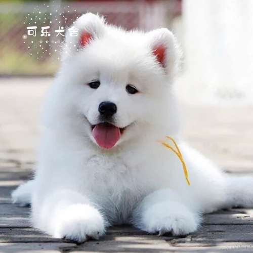 纯白萨摩耶,纯白萨摩耶犬多少钱一只,乳白色的狗叫什么？