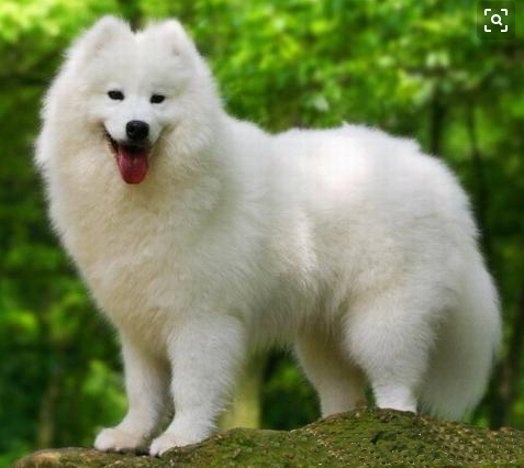 爱斯基摩犬和萨摩耶哪个贵,爱斯基摩犬和萨摩耶哪个贵最可爱的犬,爱斯基摩犬和西伯利亚犬的区别？