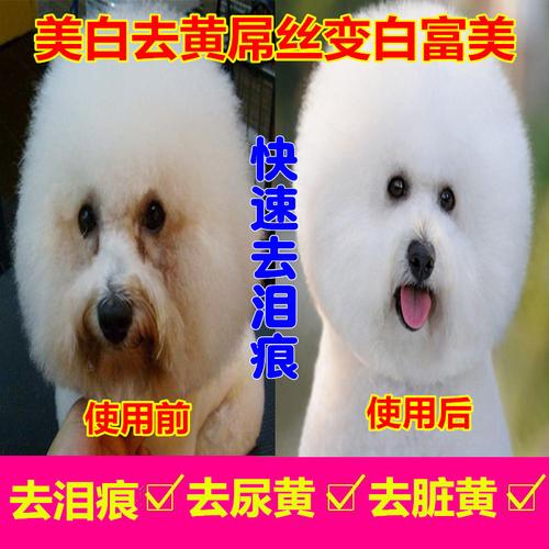 狗毛发黄是什么原因,白毛狗狗毛发黄是什么原因,狗狗毛黄想洗白怎么弄？