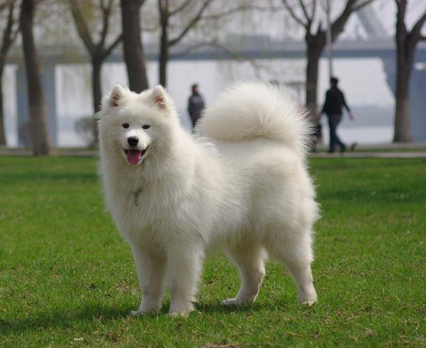 类似萨摩耶的狗,类似萨摩耶的狗有哪些,萨摩耶六个月样子？