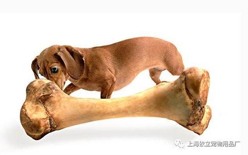 狗为什么能消化骨头,狗为什么能消化骨头却不能消化瓜子,狗狗把猪骨头吞下去了能消化吗？