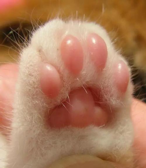 猫的爪子有什么作用,猫的爪子有什么作用?,猫的器官有什么作用？