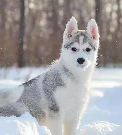 雪地狗是什么品种,雪地狗是什么品种图片,哈士奇为什么叫雪地犬？