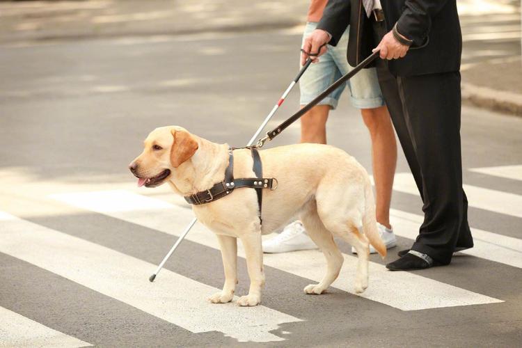导盲犬为什么不能摸,导盲犬为什么不能摸和喂食,导盲犬为什么不能摸？