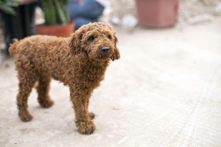 棕色卷毛狗是什么品种,棕色卷毛狗是什么品种图片,有一种棕色卷毛的小型犬叫什么啊？
