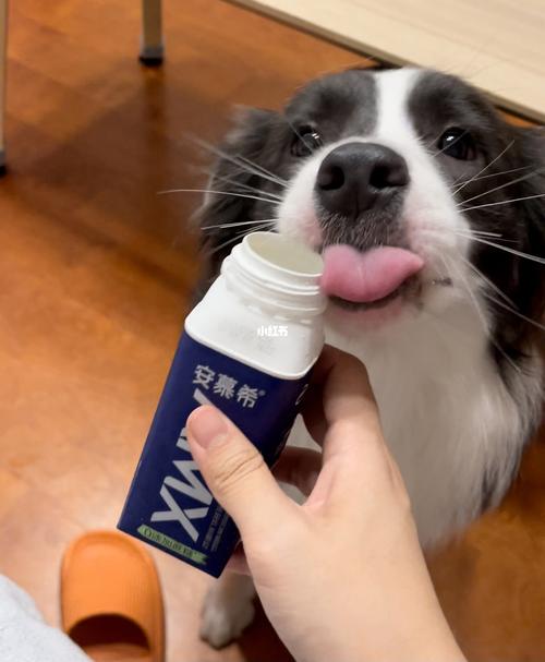 狗为什么喜欢喝酸奶,狗为什么喜欢喝酸奶呢,经常给狗狗喝酸奶好不好？