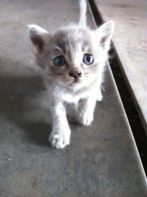 灰色短毛猫是什么品种,灰色短毛猫是什么品种的猫,灰色猫叫什么品种？