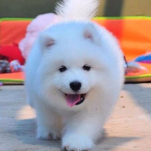 白色母萨摩耶名字大全,适合白色萨摩耶母犬的名字,萨摩耶有什么好听的名字？