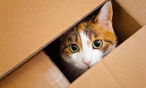 猫为什么喜欢钻盒子,猫为什么喜欢钻盒子里,我家猫咪怀孕两个月了最近一直在衣柜里钻是怎么回事？