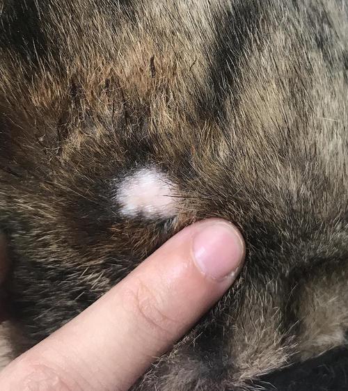 猫为什么会得皮肤病,猫为什么会得皮肤病照片,如何正确诊断及治疗猫咪皮肤病？