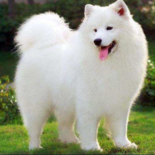 萨摩耶犬成年犬有多大,为什么都不建议养萨摩耶,萨摩耶犬成年大概有多大？体重多少？