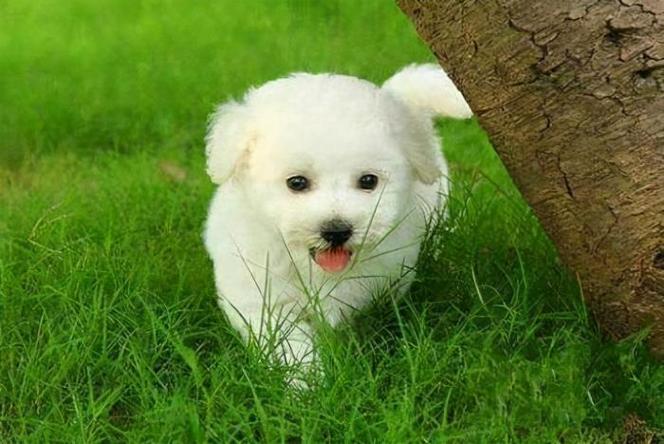 什么狗小时候最可爱,什么狗小时候最可爱图片,什么小白狗又便宜又好养又可爱又不掉毛不爱叫不臭？