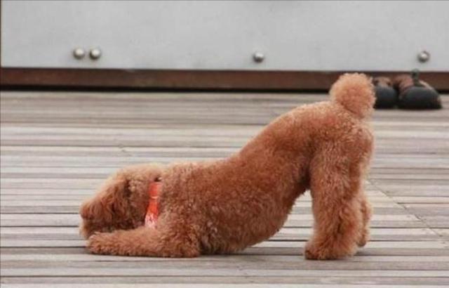 狗狗伸懒腰是什么意思,狗狗伸懒腰是什么意思弓着背,泰迪伸懒腰什么意思？