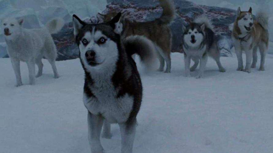 南极大冒险是什么狗,南极大冒险是什么狗品种,南极大冒险8只狗资料？