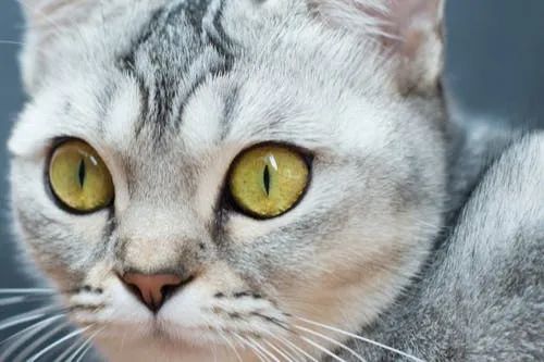 猫眨眼睛是什么意思,为什么不能和猫对视7秒,猫咪慢慢眨眼是什么意思？