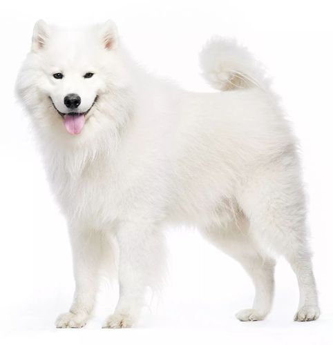 萨摩耶犬是哪个国家的,萨摩耶犬是哪个国家的品种,萨摩耶是哪个国家？