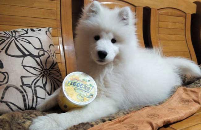 萨摩耶可以喝纯牛奶吗,养萨摩的七大禁忌,萨摩耶幼犬1-3个月怎么喂养？