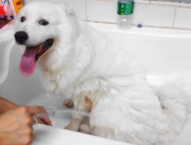 萨摩耶的毛黄怎样洗白,白毛狗狗发黄洗白妙招,给宠物上宠物店洗澡需要什么？