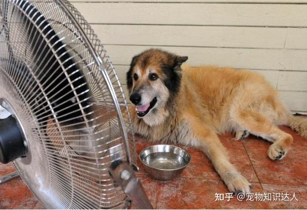 狗热时用什么散热,夏天怎么给狗狗降温,狗狗住在顶楼应怎样帮它散热解暑呢？