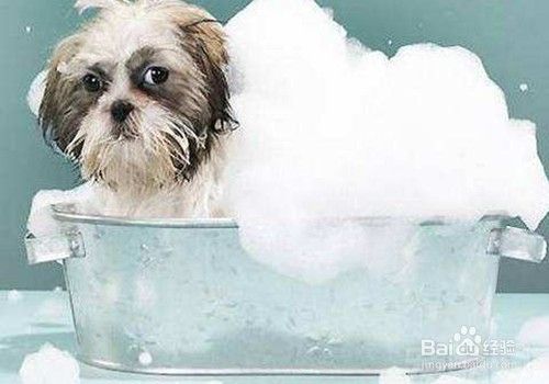 狗狗为什么不喜欢洗澡,狗狗为什么不喜欢洗澡的原因,狗狗不愿意洗澡怎么办？
