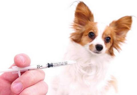 小狗什么时候打狂犬疫苗,小狗什么时候打狂犬疫苗最好,疫苗三针一般在狗狗多大的时候打？