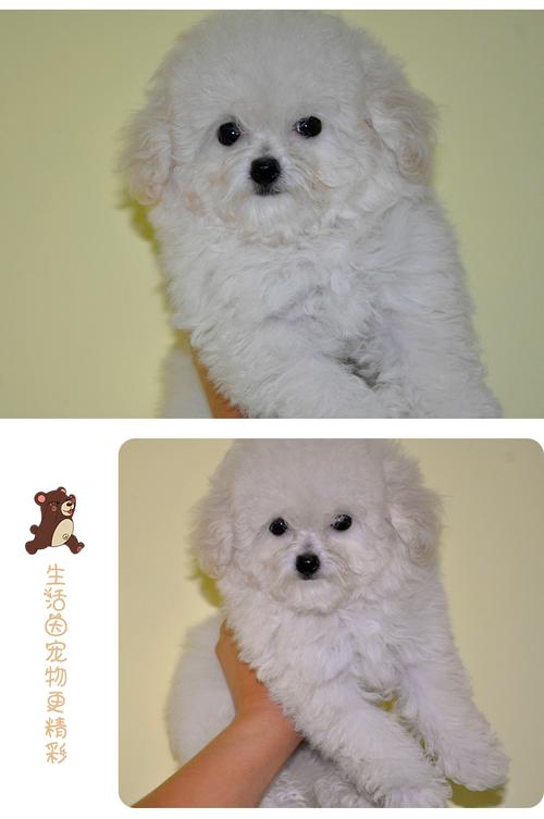 泰迪 白色,泰迪白色的狗狗图片,泰迪狗有几种颜色？白色的泰迪好吗？