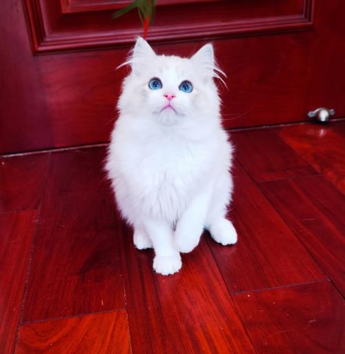 红眼睛的猫是什么品种,红眼睛的猫是什么品种的猫,重点色布偶眼睛为啥是红色？