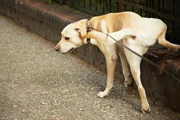 狗最讨厌什么气味,狗最讨厌什么气味能让狗不在门口撒尿,狗味道太重对人有害吗？