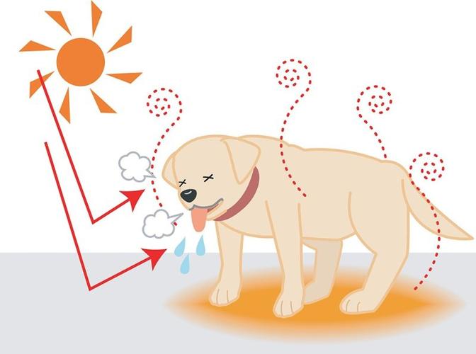 狗为什么不会出汗,狗为什么不会出汗 科学问答,什么动物不会流汗？