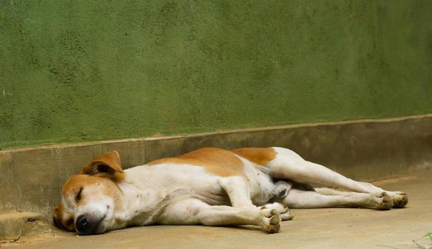 小狗睡姿代表什么,狗的各种睡姿代表图解,为什么狗狗睡觉躺着睡，不趴下睡？