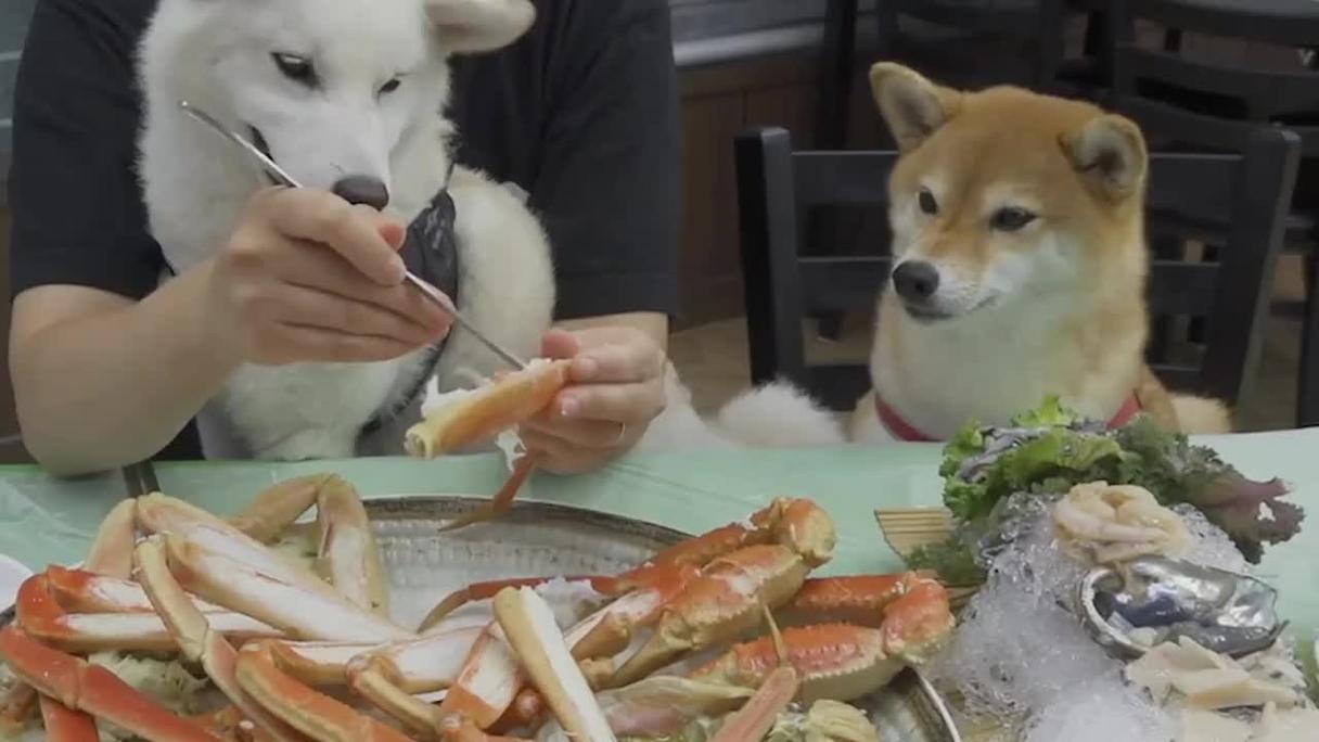 狗为什么不能吃海鲜,狗为什么不能吃海鲜吗,小狗能不能吃海鲜,鲍鱼？