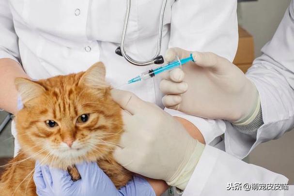 小猫应该打什么疫苗,小猫应该打什么疫苗多少钱,小猫什么时候打狂犬疫苗？