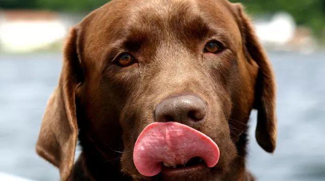 狗为什么要舔鼻子,狗为什么要舔鼻子呢,为什么狗狗喜欢舔主人的脸？