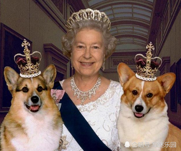 英国女王养的什么狗,英国女王养的什么狗品种,伊丽莎白的爱犬？