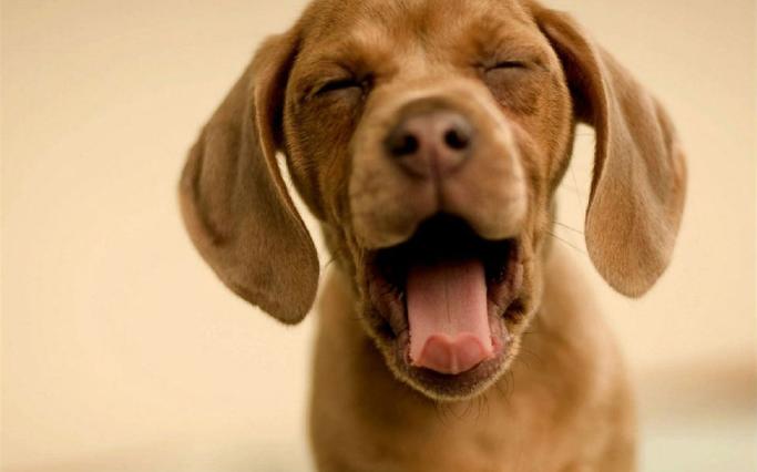 幼犬口臭是什么原因,幼犬口臭是什么原因引起的,宠物嘴臭怎么办？