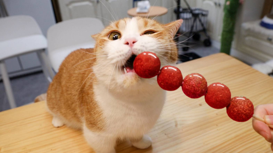 猫吃什么会流产,猫吃什么会流产快,猫咪可以吃糖葫芦吗？
