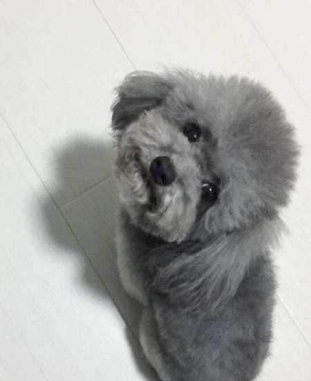 灰色泰迪犬,灰色泰迪犬价格多少钱一只,灰泰迪皮肤是什么颜色？