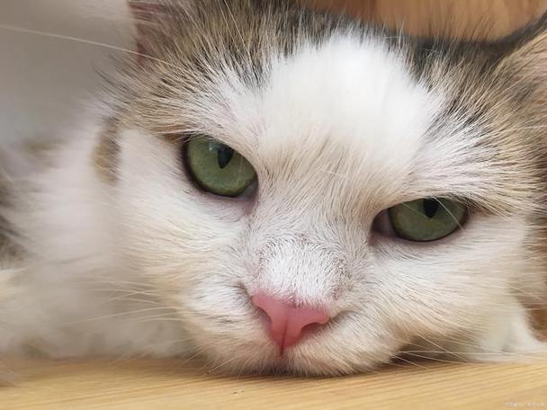 猫眯眼睛是什么意思,为什么不能和猫对视7秒,猫咪眯眼是不舒服吗？