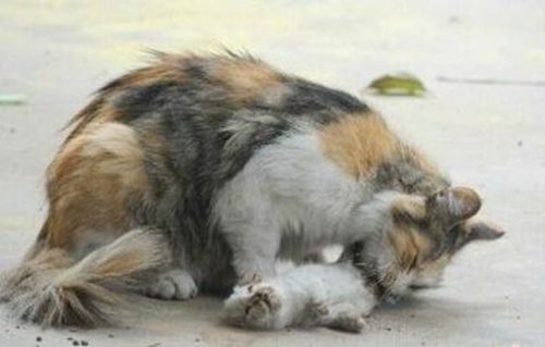 猫突然死亡是什么原因,小奶猫突然死亡是什么原因,如果你养的小宠物：猫咪死了，怎么处理呢？