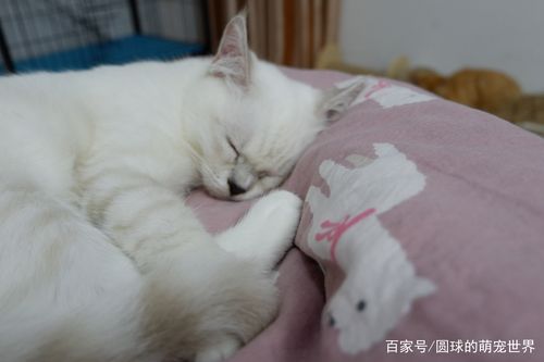 猫喜欢在什么地方睡觉,猫喜欢在什么地方睡觉呢,猫咪睡在床的哪个位置最好？