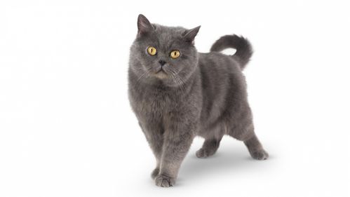 灰色的小猫是什么品种,灰色的小猫是什么品种的猫,灰色猫咪是什么品种？
