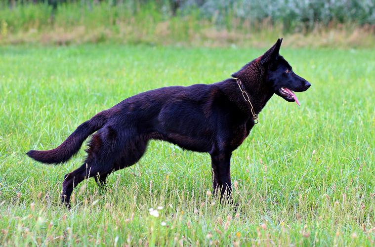 黑色牧羊犬是什么品种,黑色牧羊犬是什么品种 蓝色,黑狼品种介绍？