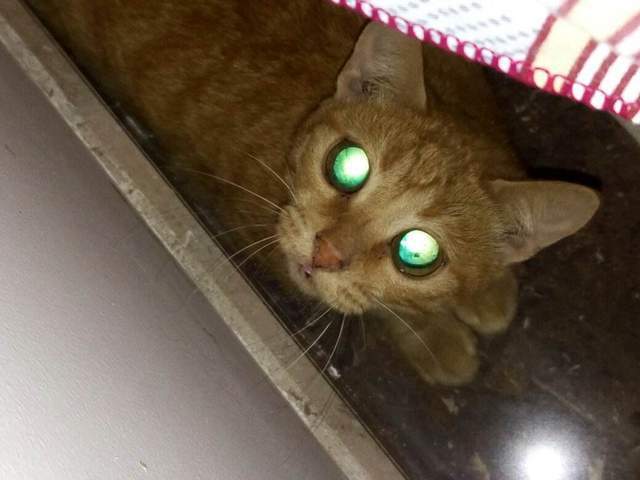猫的眼睛晚上是什么颜色,猫的眼睛晚上是什么颜色的?,小猫的眼睛为什么晚上会发绿光？
