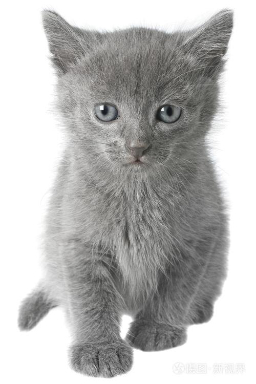浅灰色的猫是什么品种,浅灰色的猫是什么品种的猫图片,灰色猫叫什么品种？