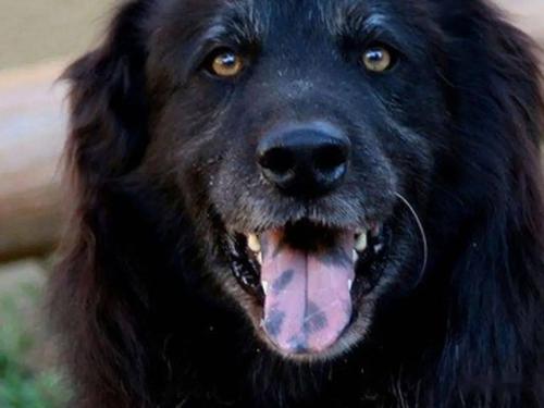 舌头黑的狗是什么品种,纯种五黑犬图片,狗狗的舌头有黑色？