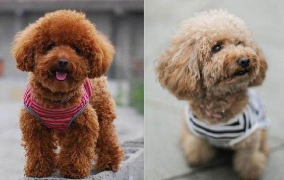 像泰迪的狗,长得像泰迪的狗,和泰迪差不多但比泰迪小的狗狗叫什么？